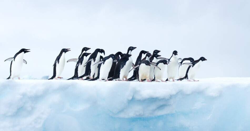 În estul Antarcticii și în Insulele Danger, pinguinii au condiții bune de trăit. Zona este prietenoasă pentru acești pinguini.