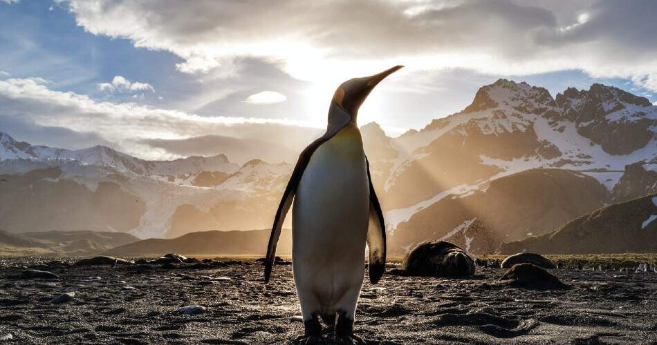 Der Internationale Pinguintag ist eine Bildungsinitiative, die die Menschen ermutigt, mehr über Pinguine und ihre Umwelt zu erfahren.