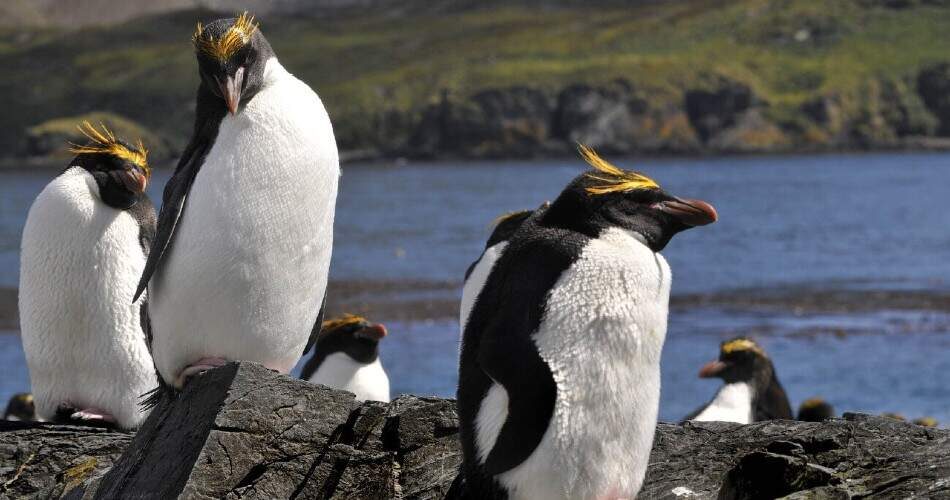 Os factos sobre os pinguins incluem: velocidade de natação rápida, smoking, comida, glândula produtora de óleo, moldagem, ritual de acasalamento, incubação de ovos.